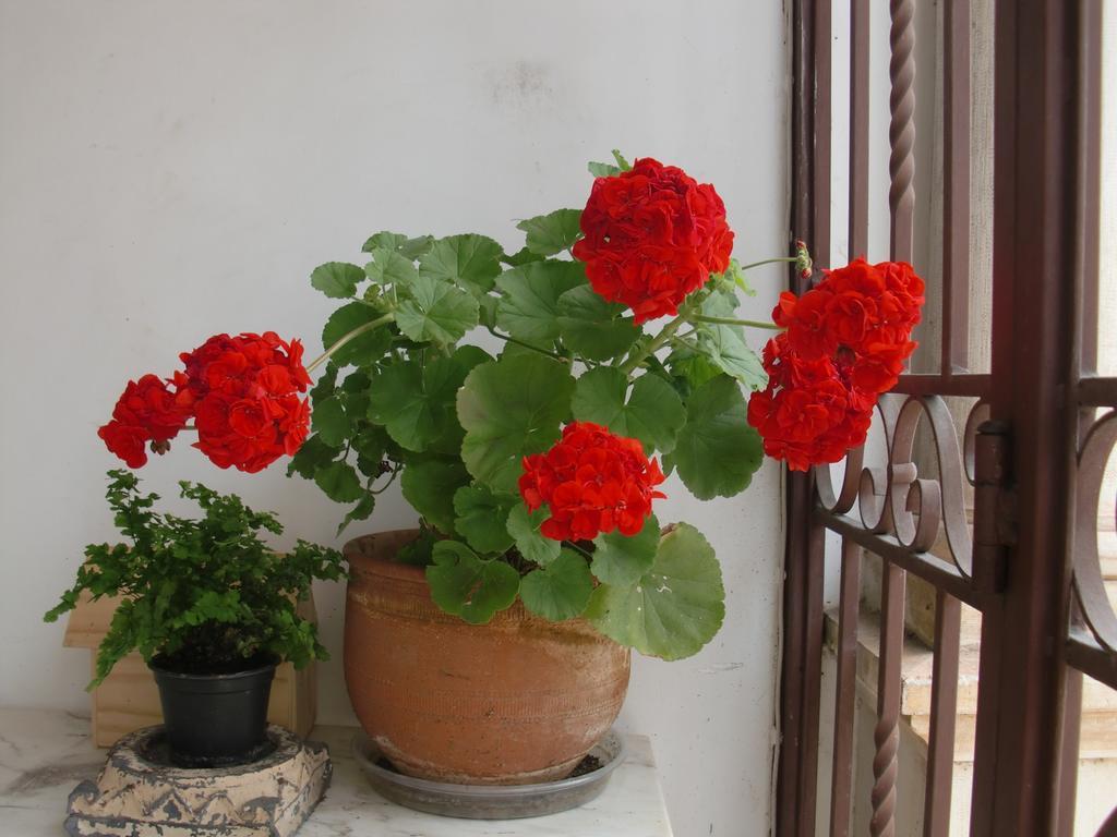 Adore Portugal Coimbra Guest House Exterior photo